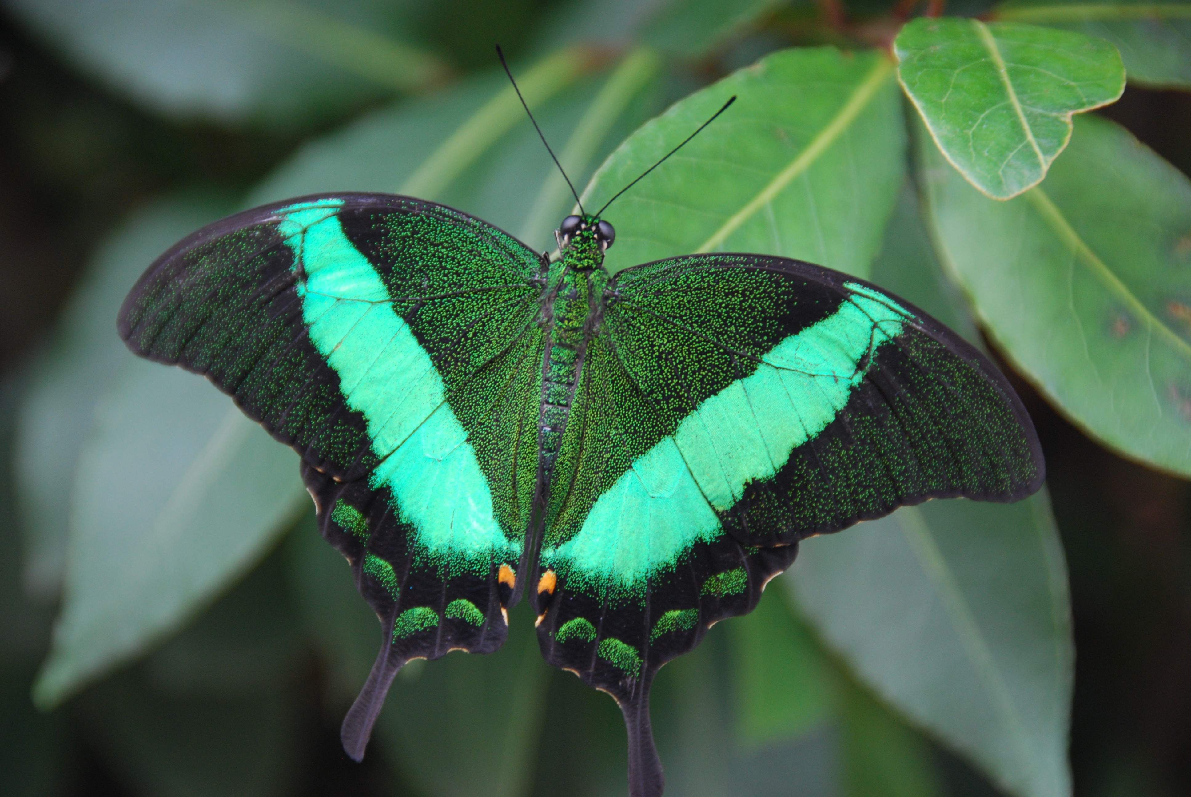 Papilio palinurus-vlinder close-up met donkergroene vleugels met een felgroene baan midden over
